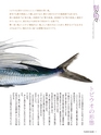 Fのさかな30号　飛魚（とびうお）　2014年　冬